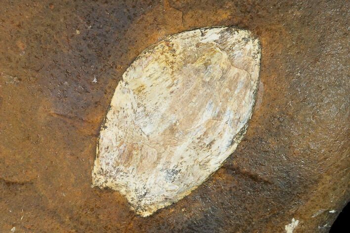 Paleocene Fossil Seed Pod - North Dakota #133025